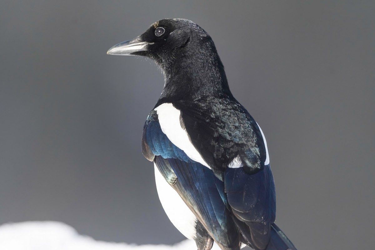 Eurasian Magpie - ML541480261