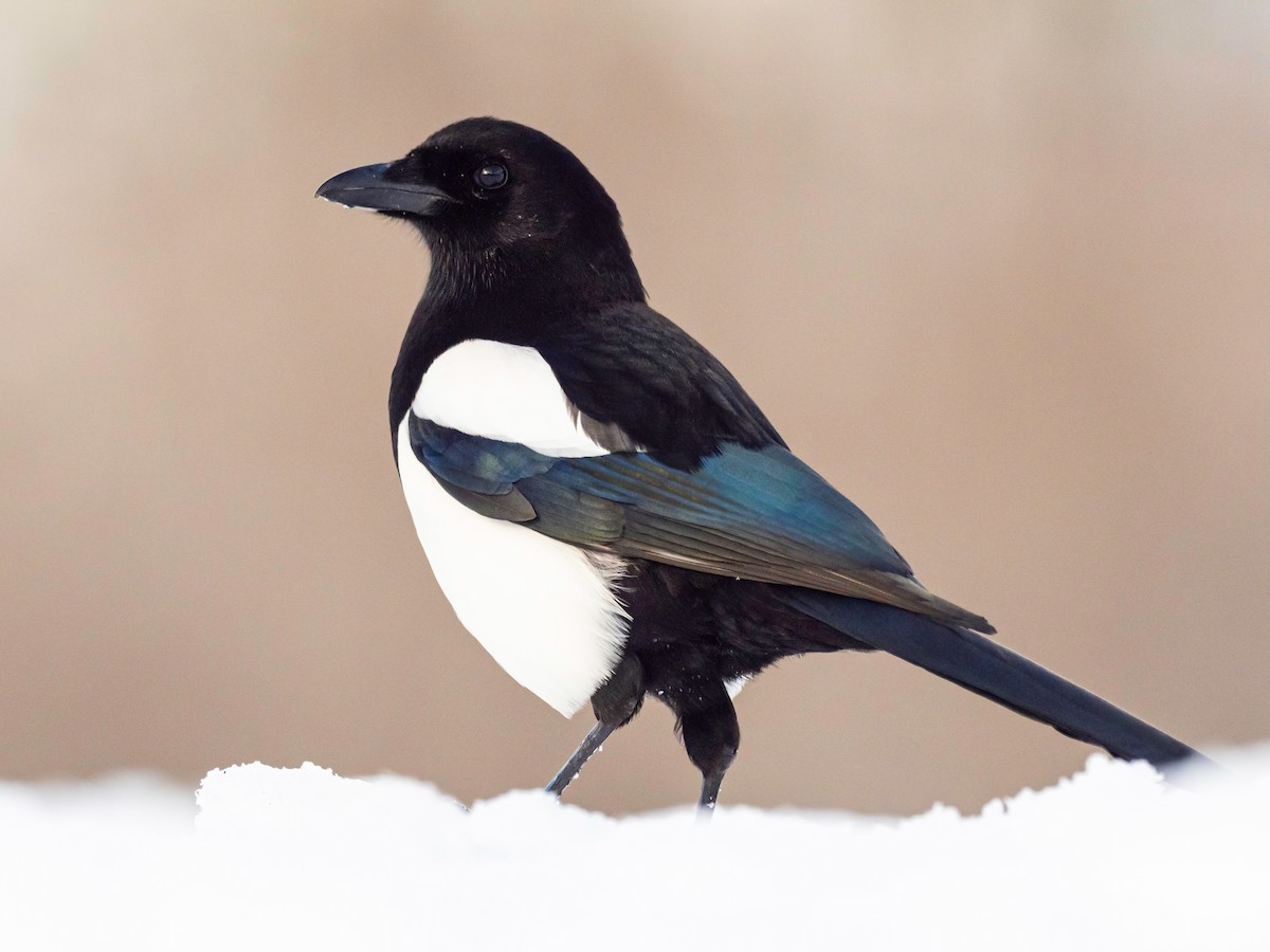 Eurasian Magpie - ML541480271