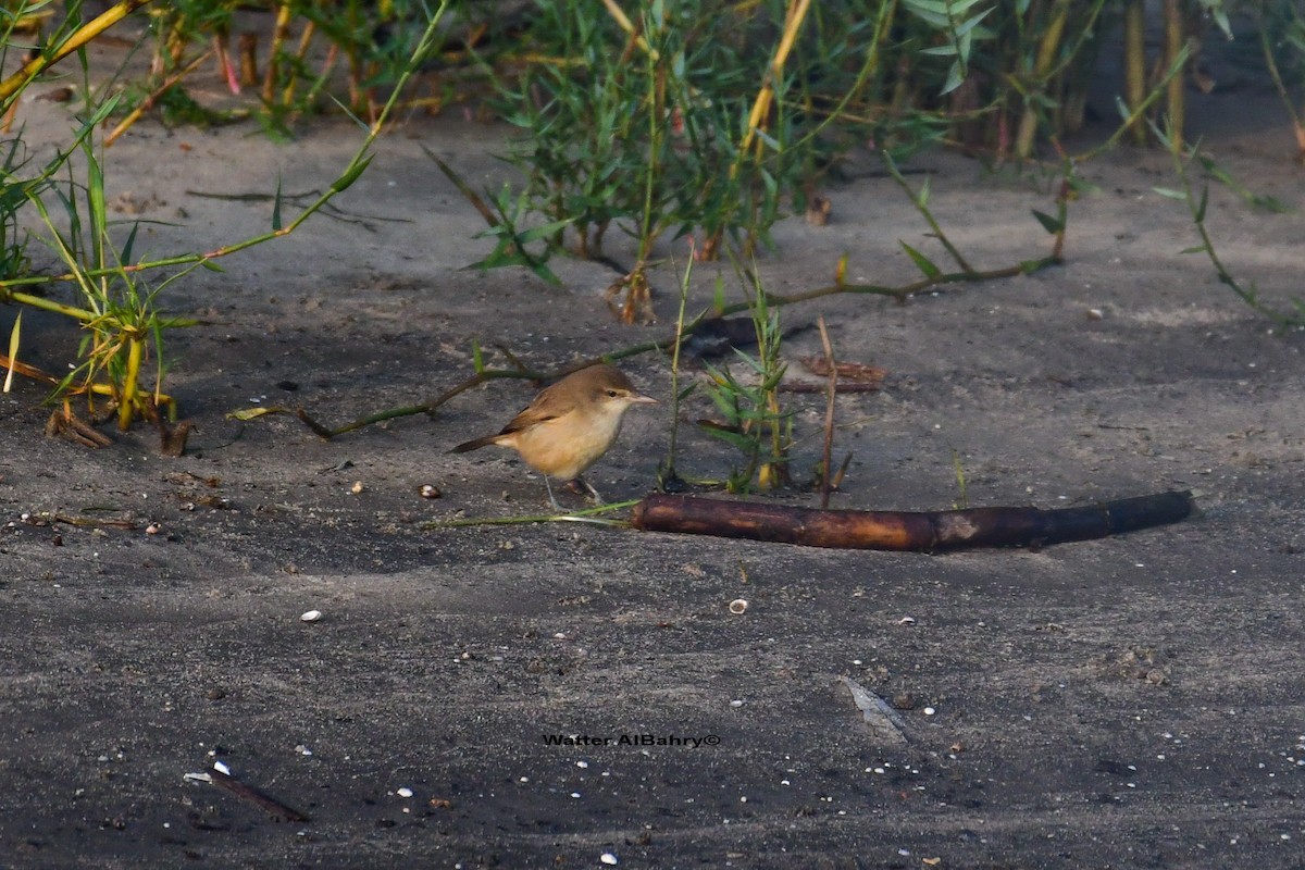 Clamorous Reed Warbler - ML541481091