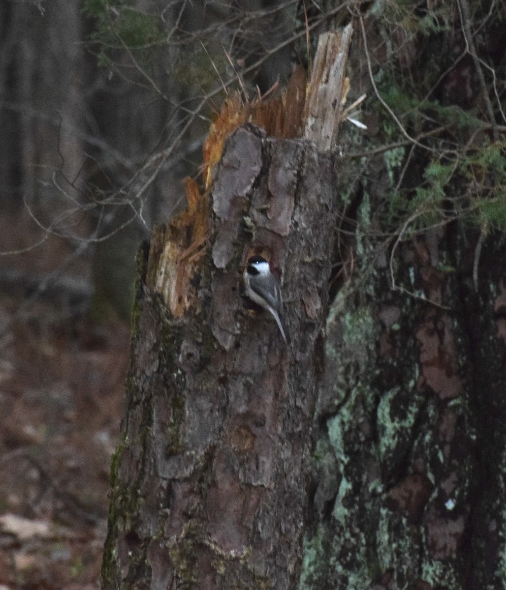 Carolina Chickadee - ML541484711