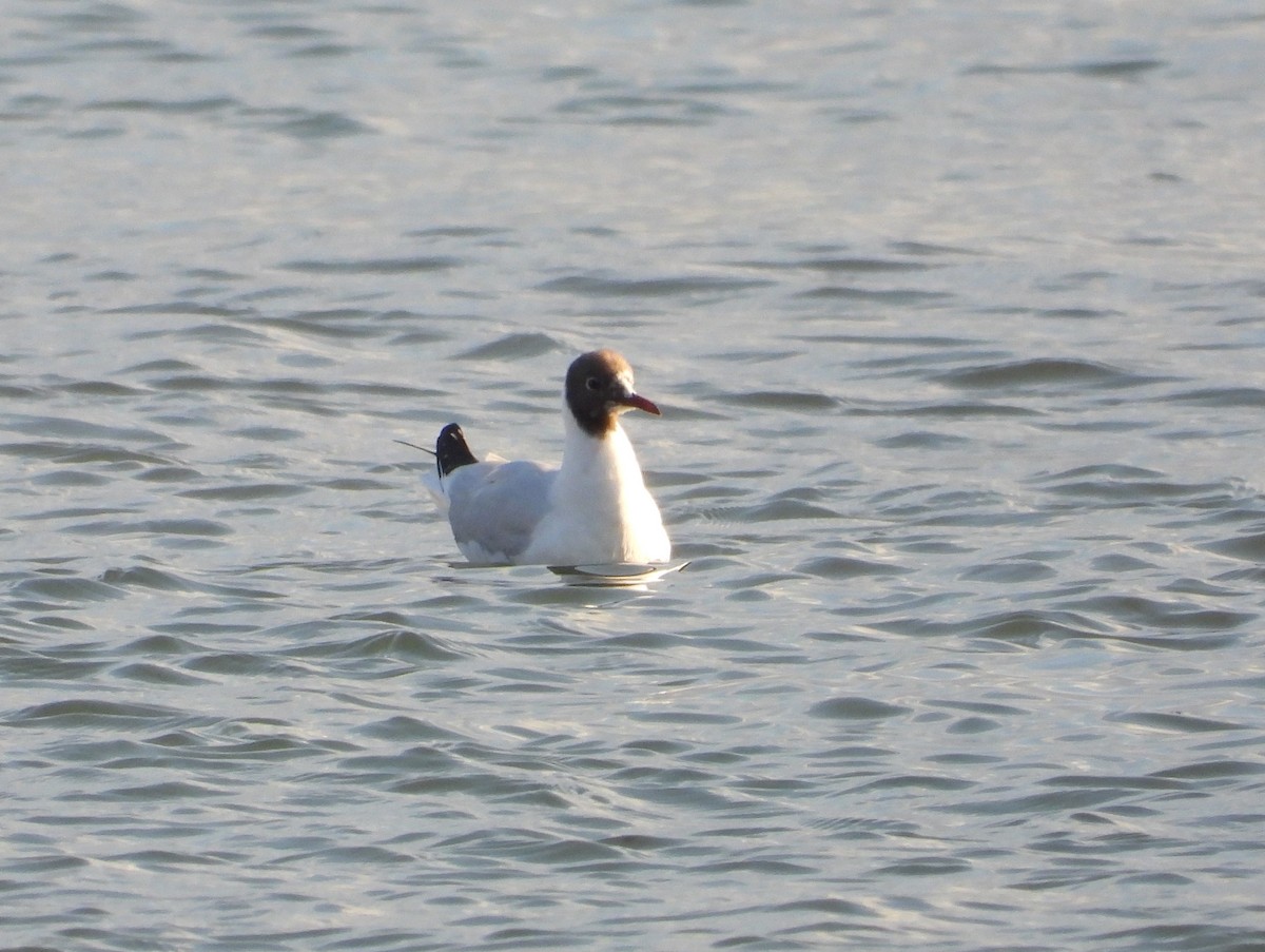 Gaviota Reidora - ML541486081