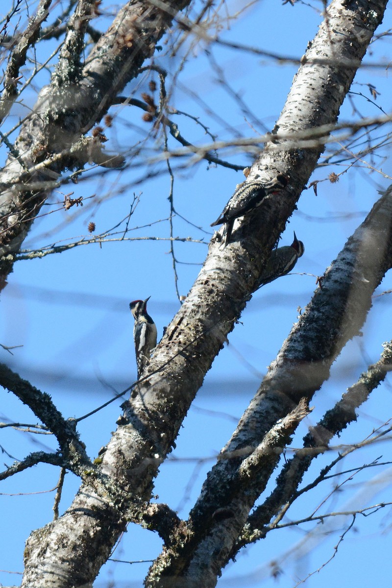 Yellow-bellied Sapsucker - Steve Dowlan