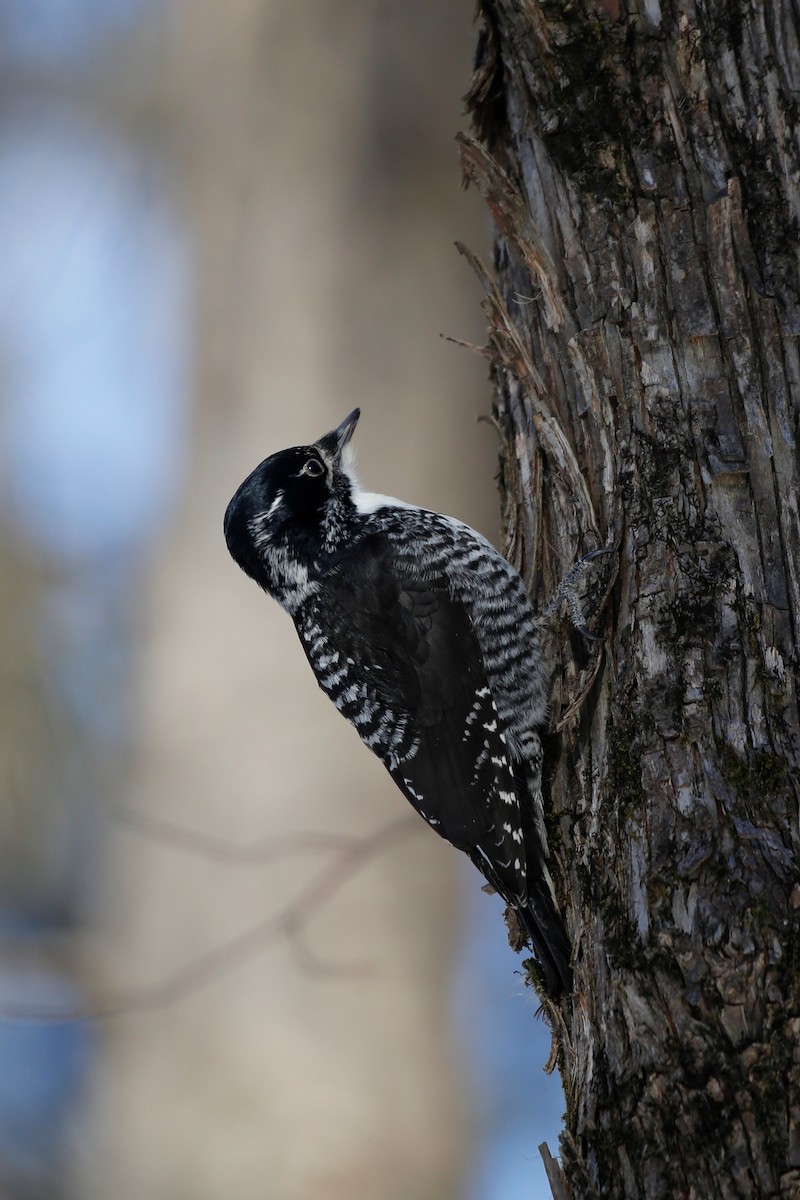 American Three-toed Woodpecker - ML541486231