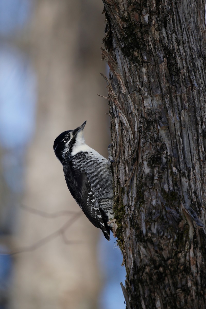 American Three-toed Woodpecker - ML541486241