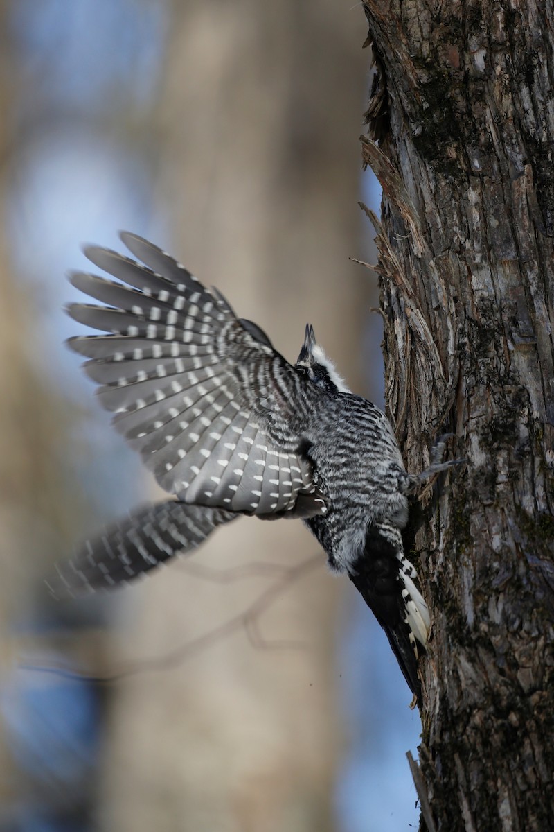 American Three-toed Woodpecker - ML541486251