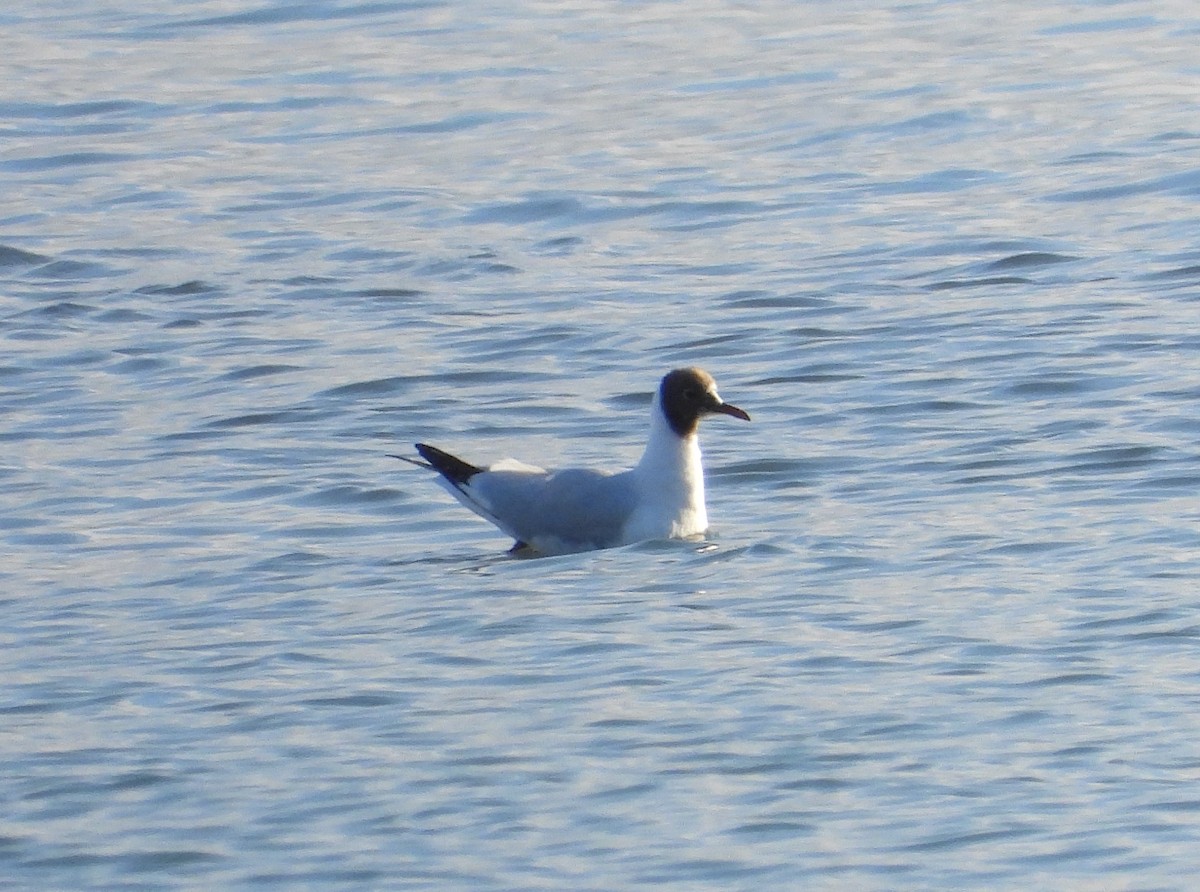 Gaviota Reidora - ML541486271