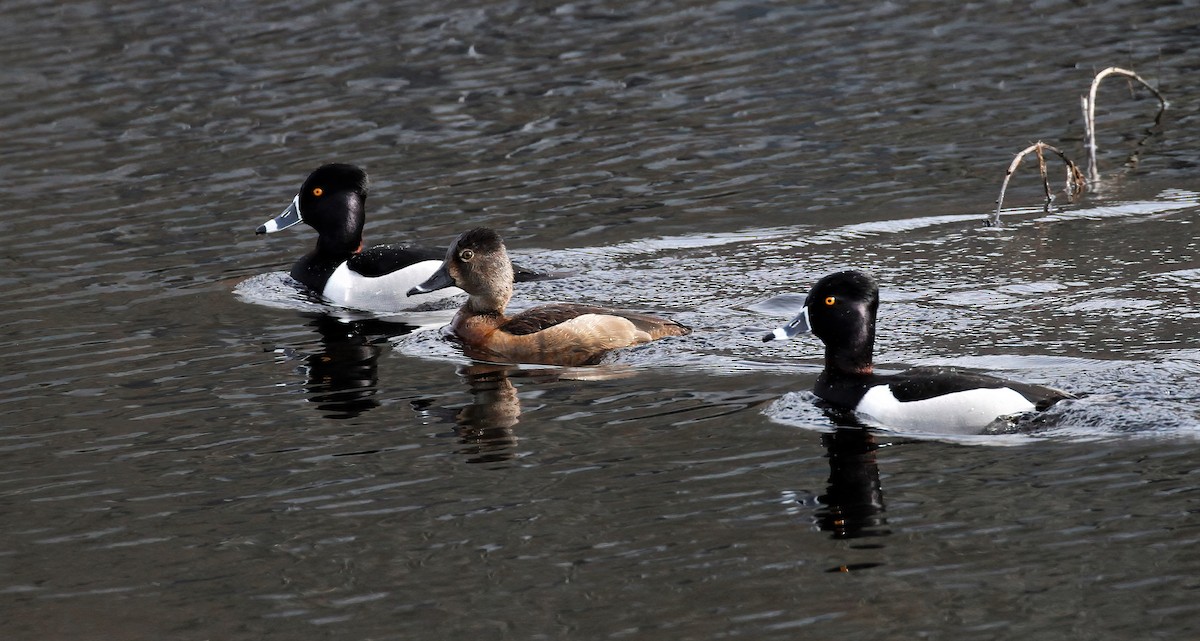 Ring-necked Duck - ML541486341