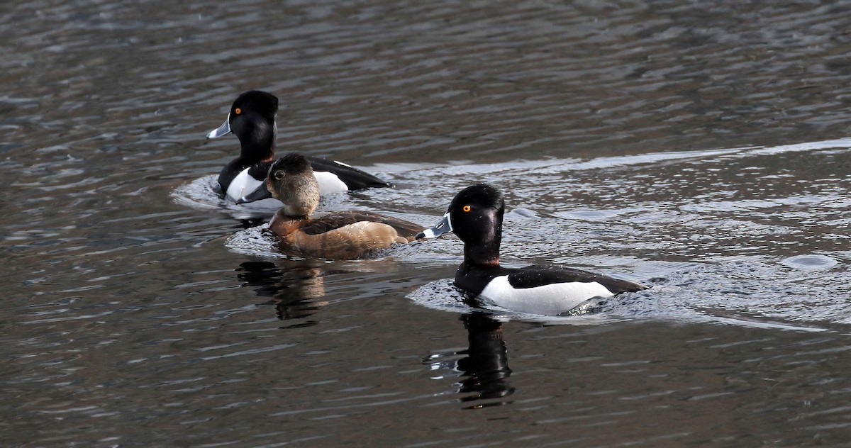Ring-necked Duck - ML541486351