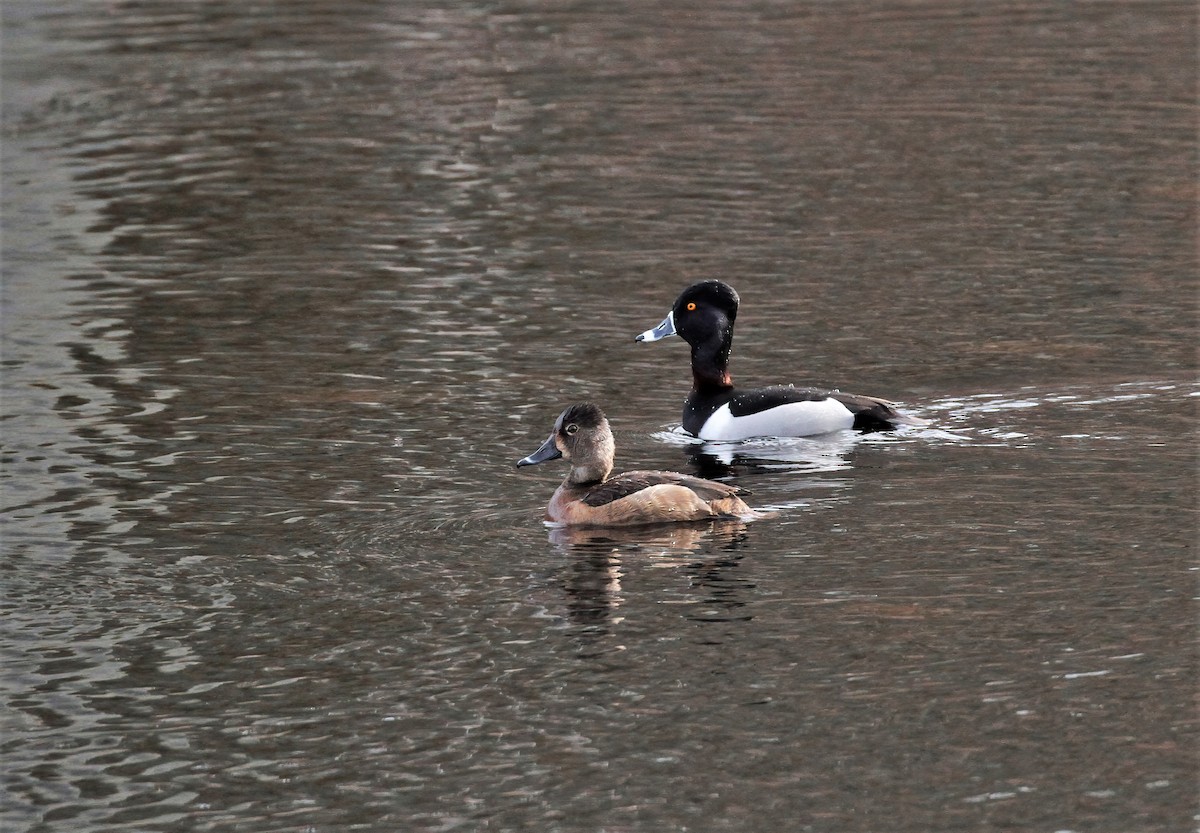Ring-necked Duck - ML541486361