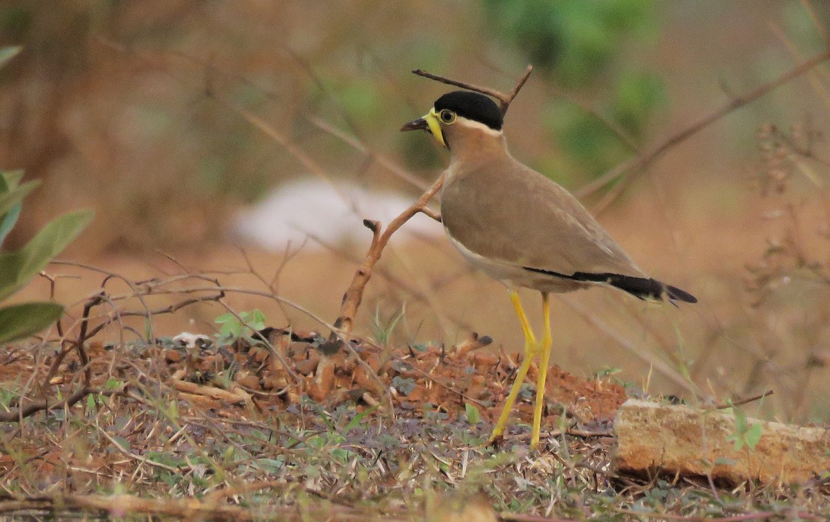 Yellow-wattled Lapwing - Adhithyan NK