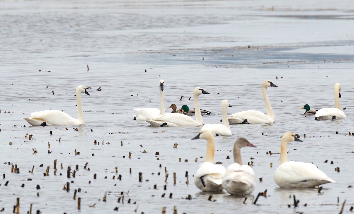 Cygne siffleur - ML541487531