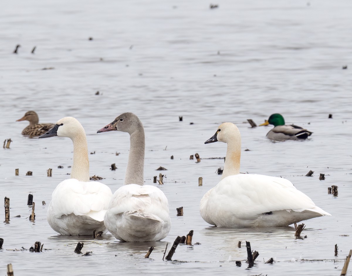 Cygne siffleur - ML541487551