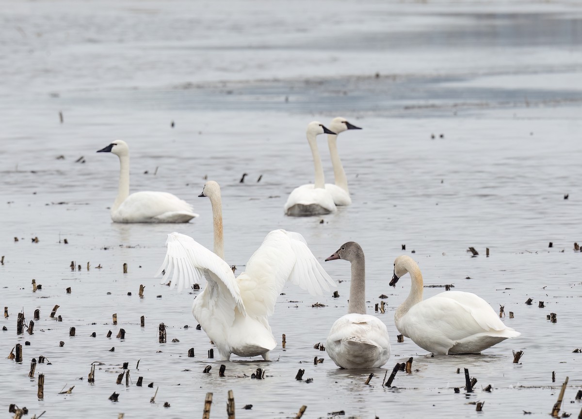 Cygne siffleur - ML541487581