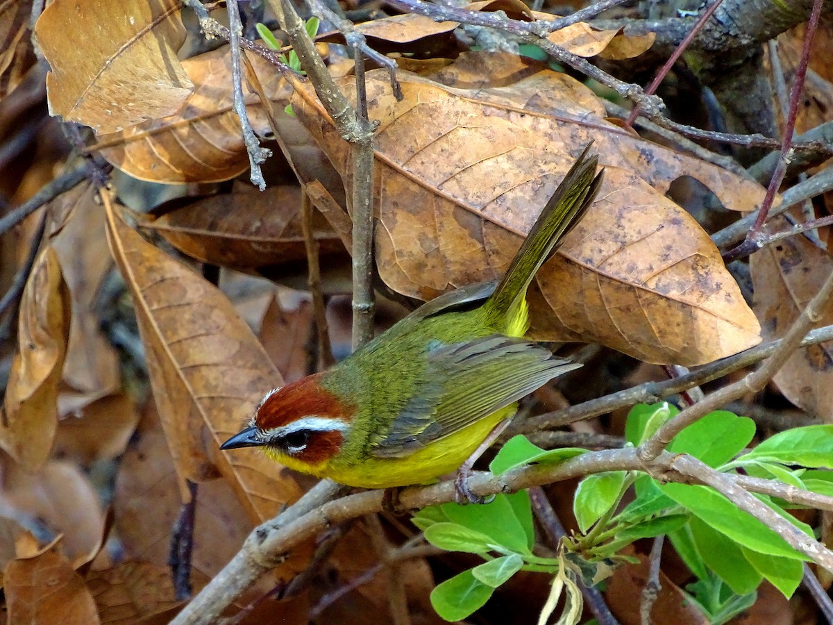 Chestnut-capped Warbler - Alfonso Auerbach