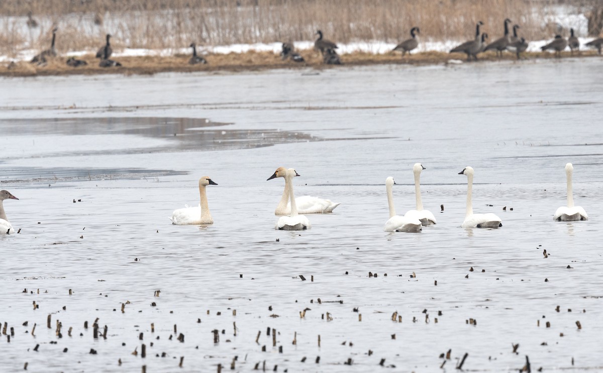 Cygne siffleur - ML541487621