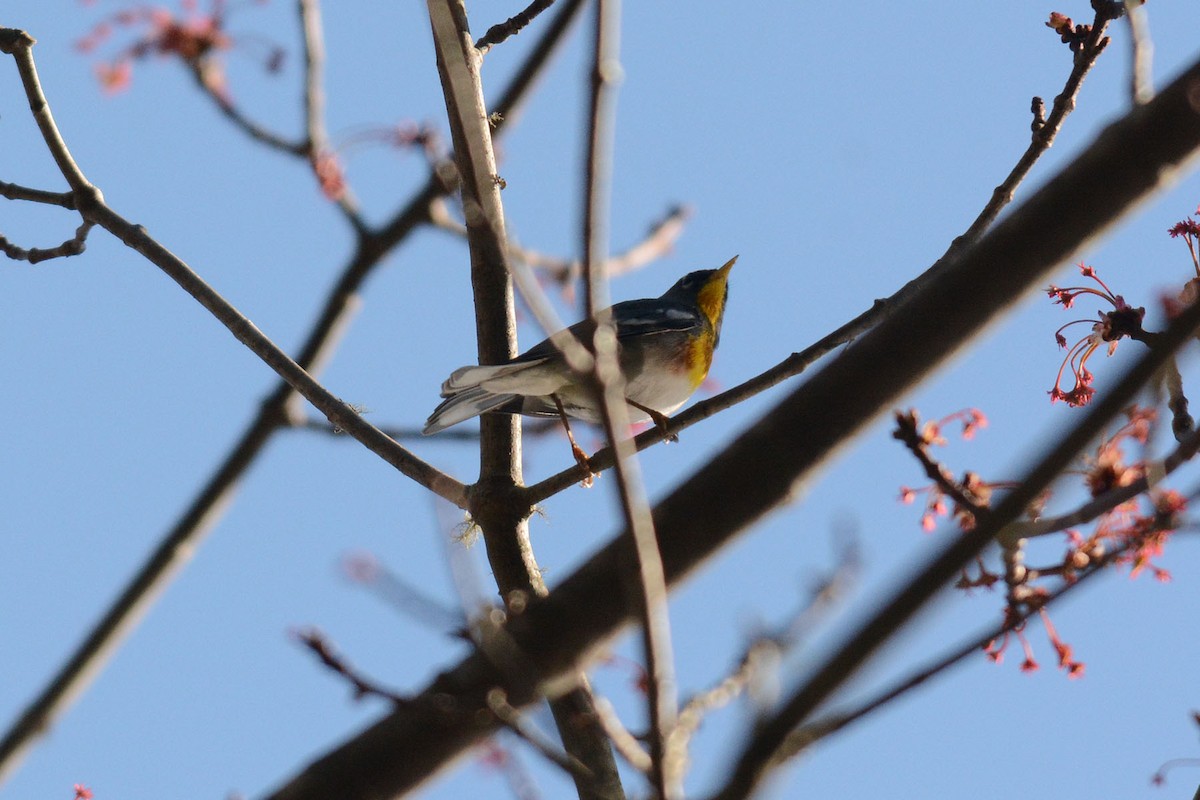 Northern Parula - ML54148771