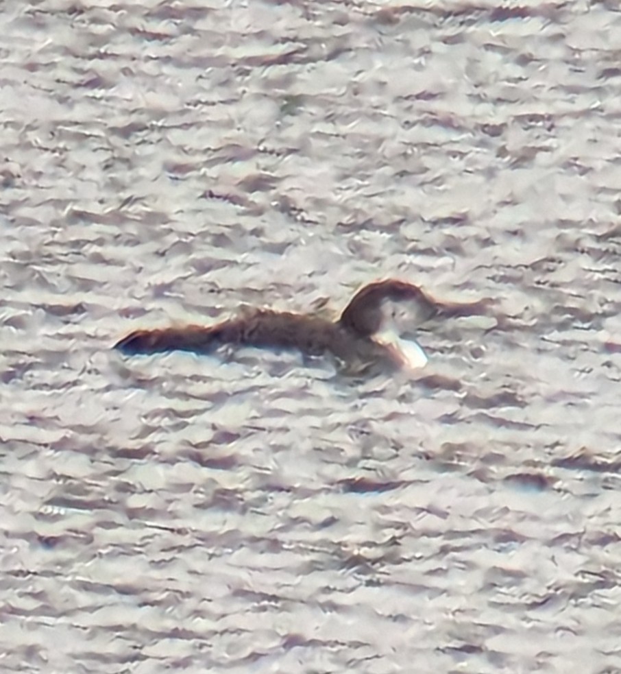 Common Loon - ML541487771