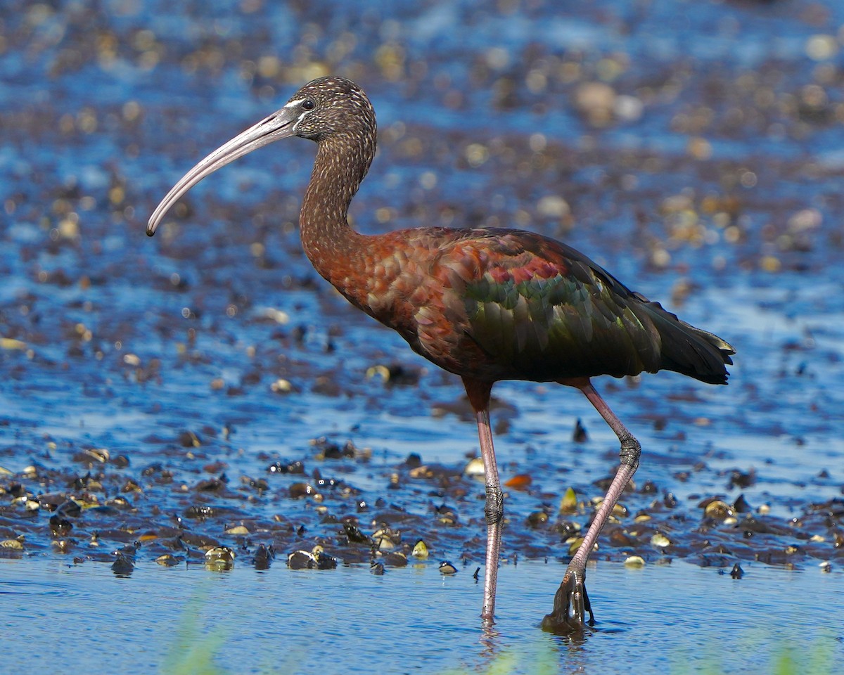 Glossy Ibis - ML541488011