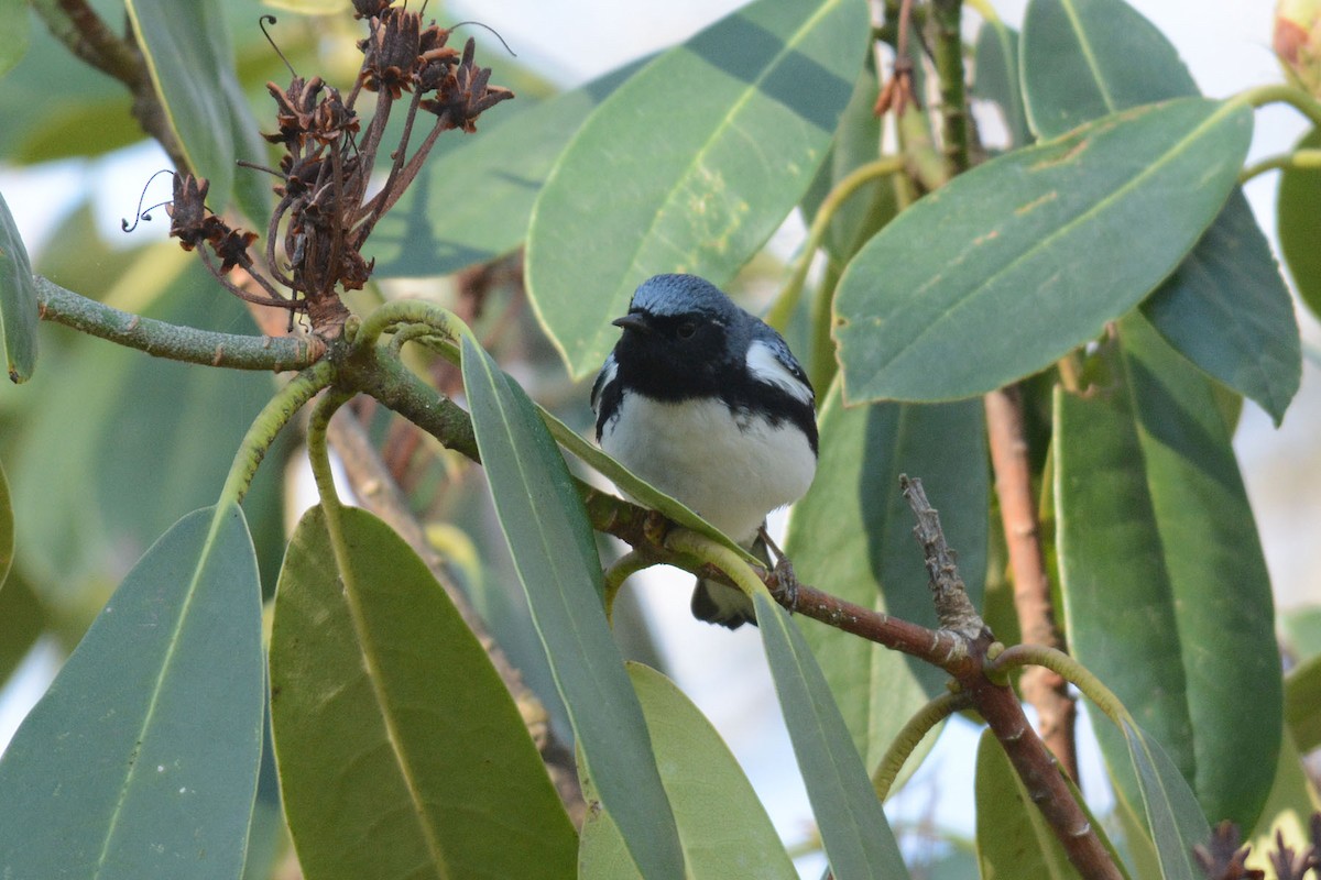 Black-throated Blue Warbler - Steve Dowlan