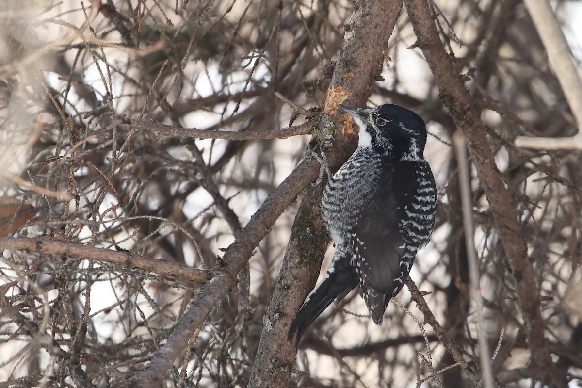 American Three-toed Woodpecker - ML541489281