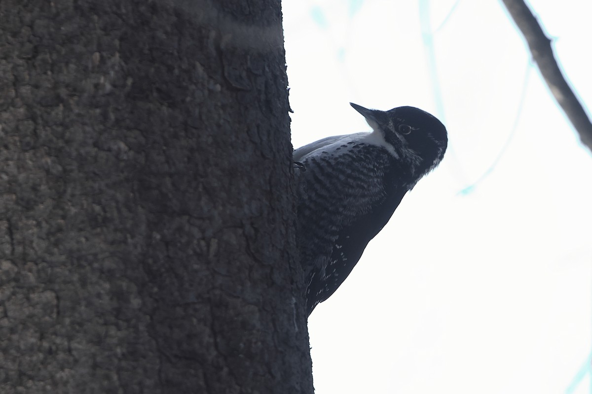 American Three-toed Woodpecker - ML541489291