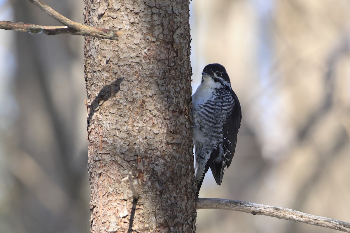 American Three-toed Woodpecker - ML541489301