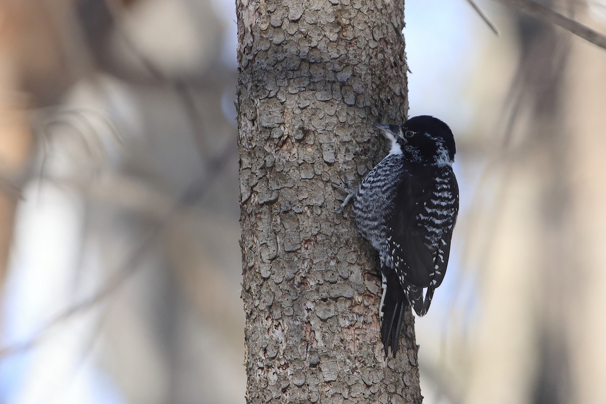 American Three-toed Woodpecker - ML541489311