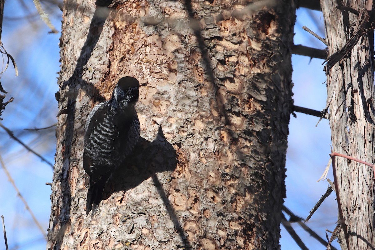 American Three-toed Woodpecker - ML541489321