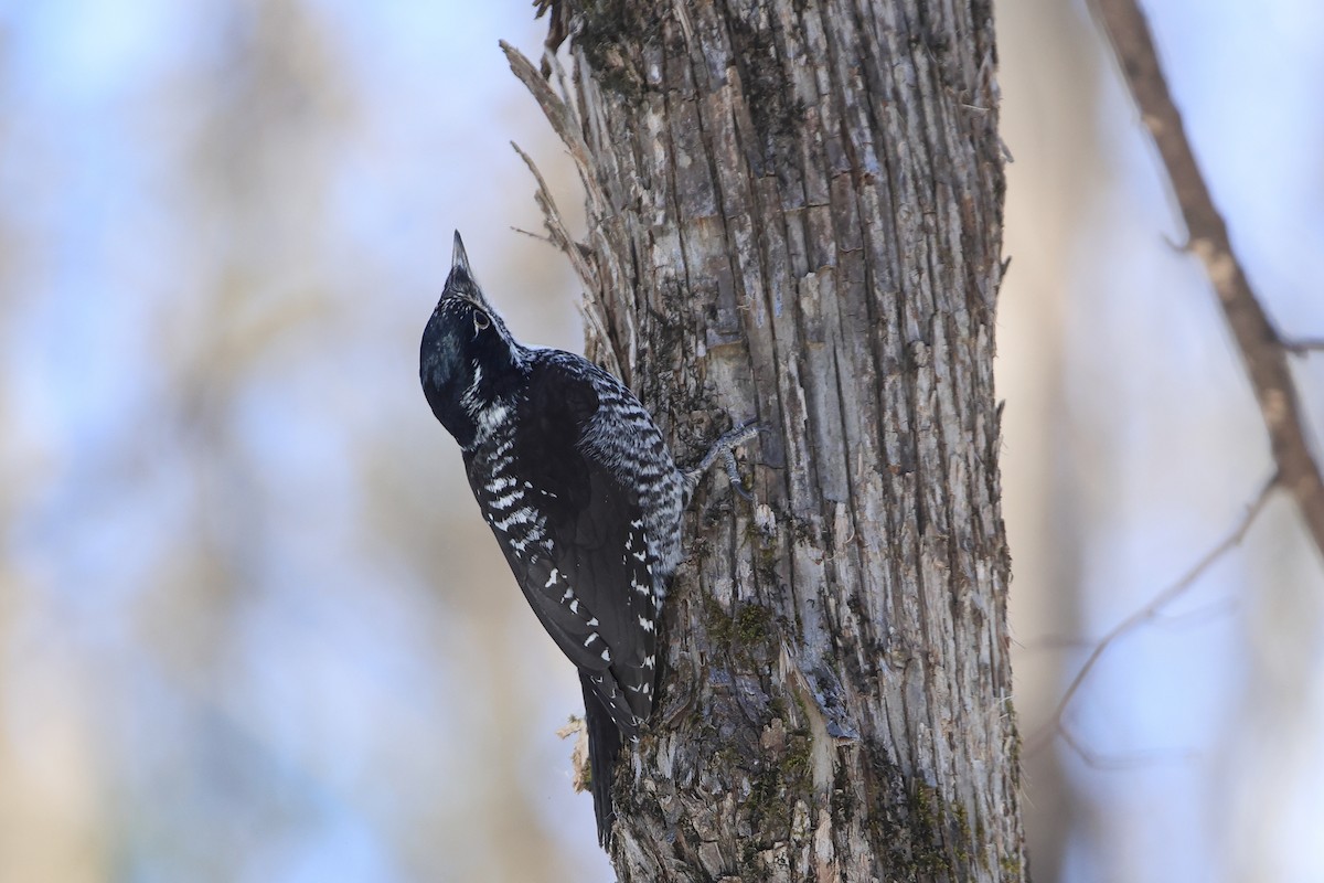 American Three-toed Woodpecker - ML541489331