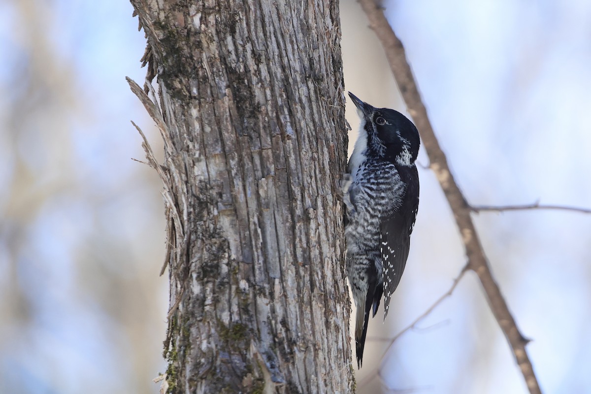 American Three-toed Woodpecker - ML541489341