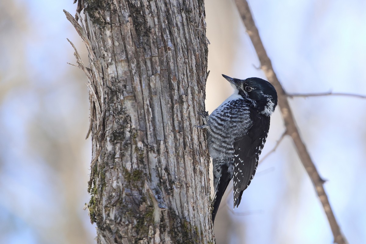 American Three-toed Woodpecker - ML541489351