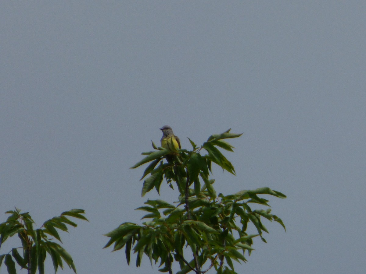 Western Kingbird - ML54148951