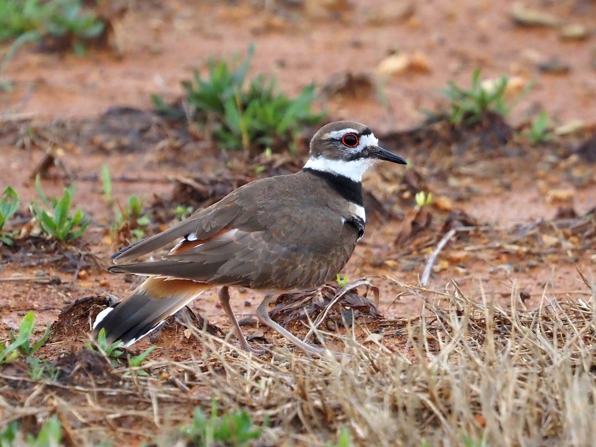 Killdeer - ML541490501