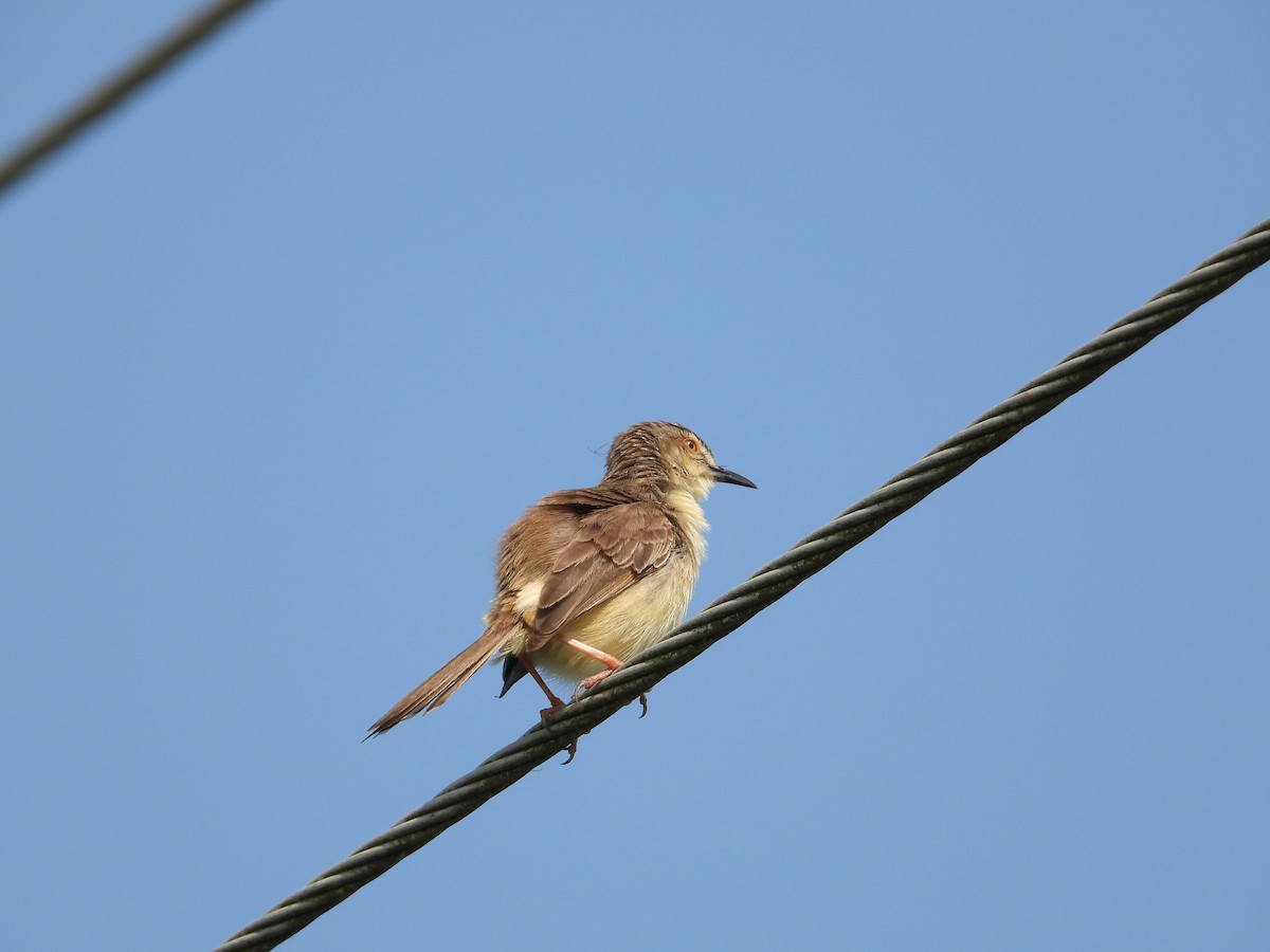 Plain Prinia - ML541490761