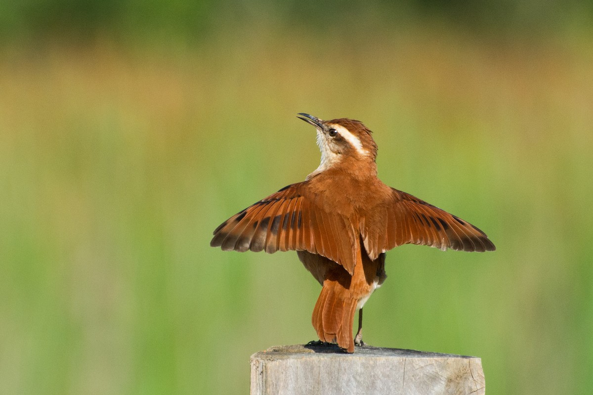 Wing-banded Hornero - Marcos Eugênio Birding Guide