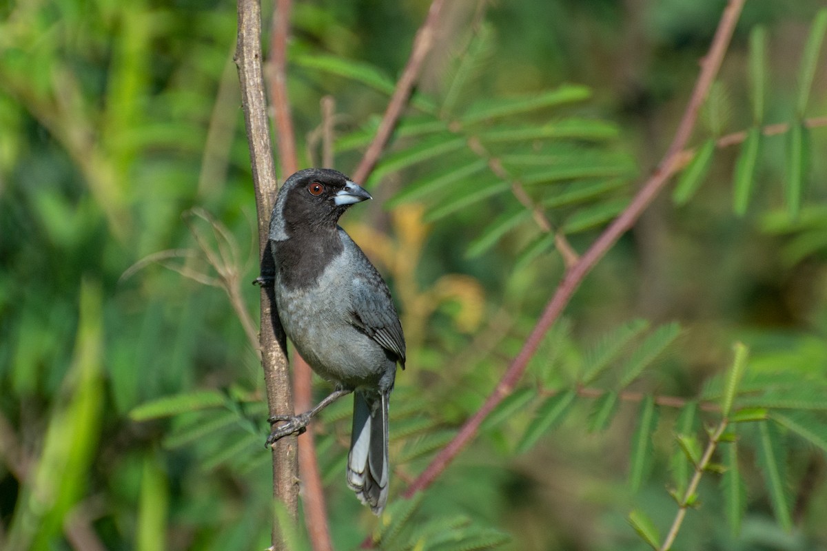 Black-faced Tanager - Marcos Eugênio Birding Guide