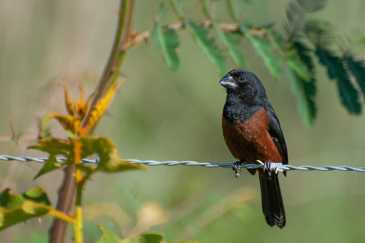 Chestnut-bellied Seed-Finch - Marcos Eugênio Birding Guide