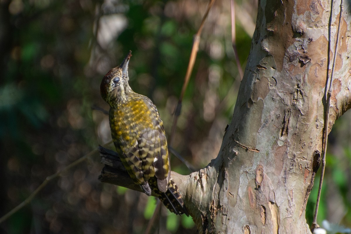 White-spotted Woodpecker - ML541491781