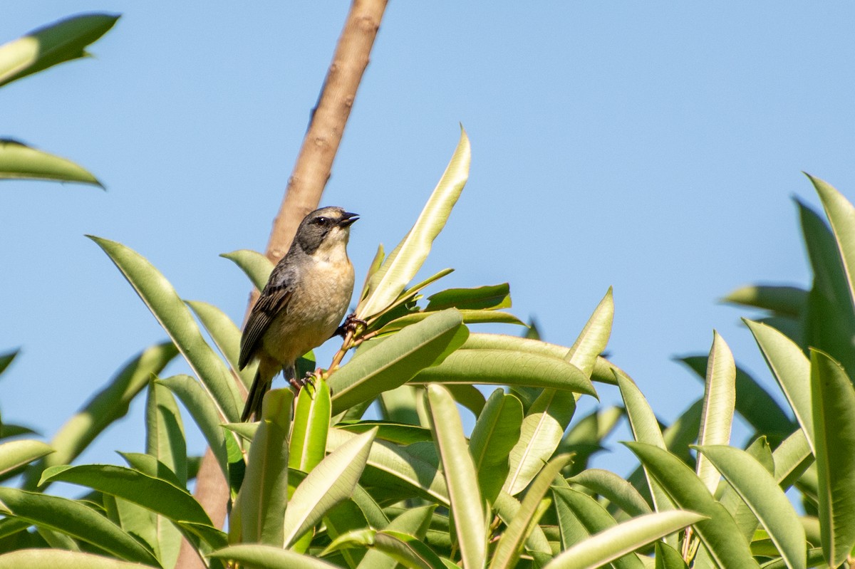 Long-tailed Reed Finch - Marcos Eugênio Birding Guide