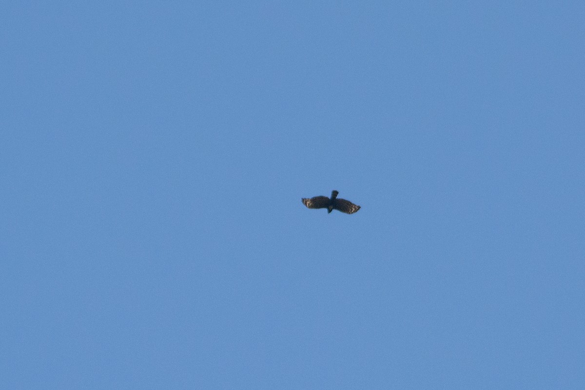 Black Hawk-Eagle - Marcos Eugênio Birding Guide