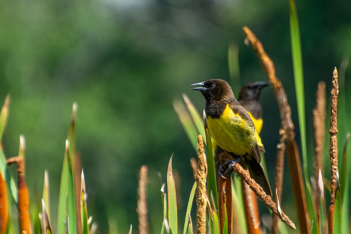 Yellow-rumped Marshbird - Marcos Eugênio Birding Guide