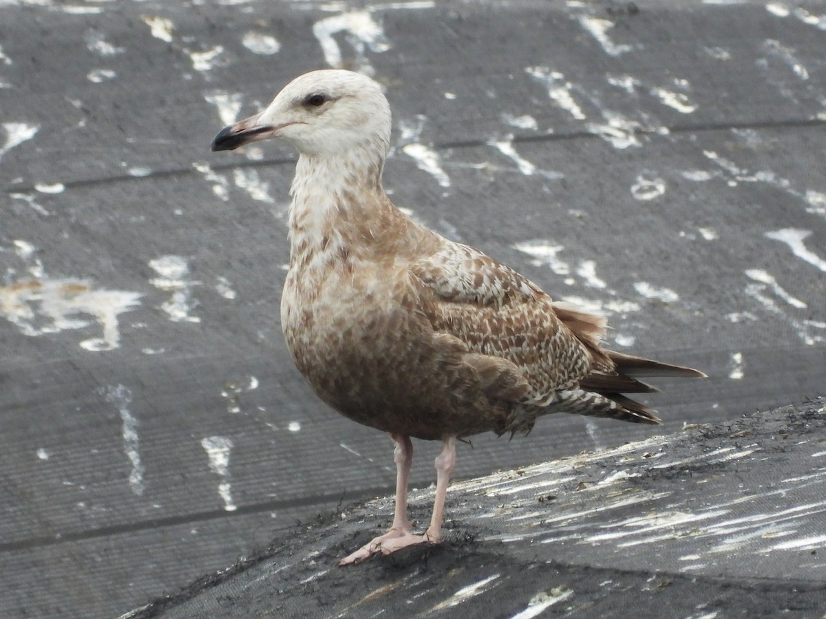 American Herring Gull - Saúl Román Raso