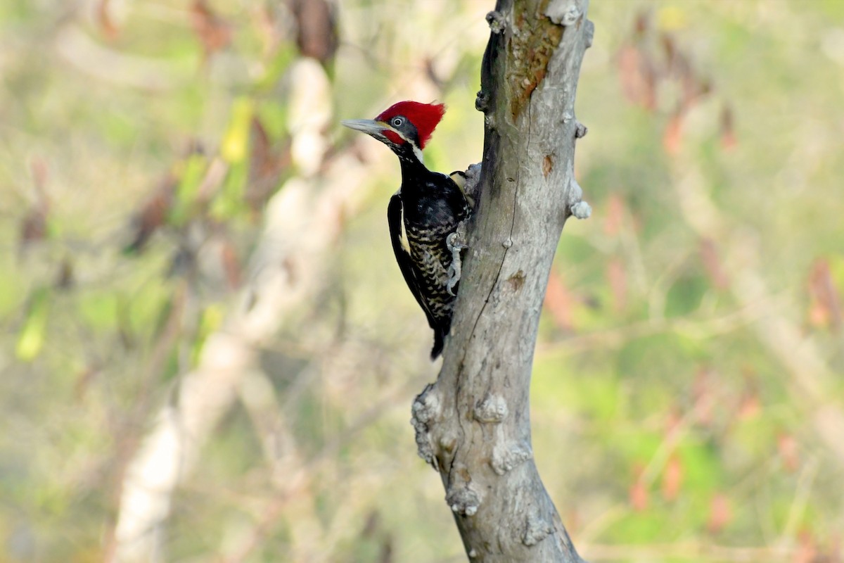 Lineated Woodpecker - ML541493831