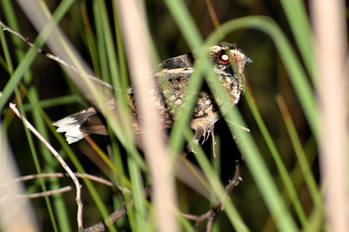 Spot-tailed Nightjar - Cornelio Chablé