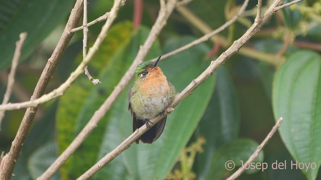 kolibřík dřišťálový (ssp. districta) - ML541495941