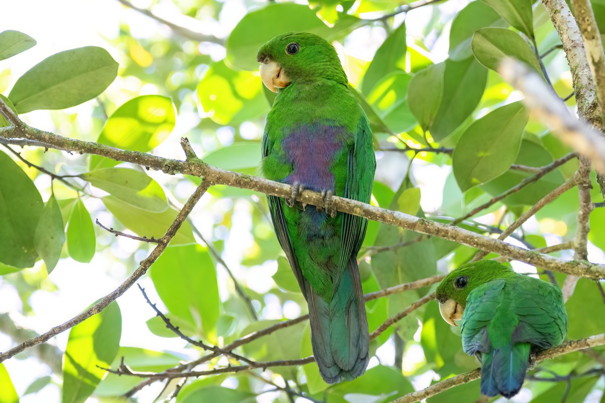 Blue-bellied Parrot - ML541496361