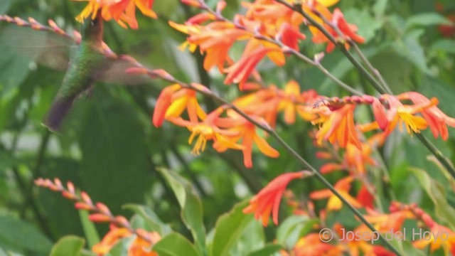 kolibřík dřišťálový (ssp. districta) - ML541497491