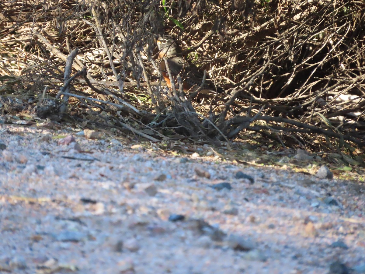 American Robin - ML541497821