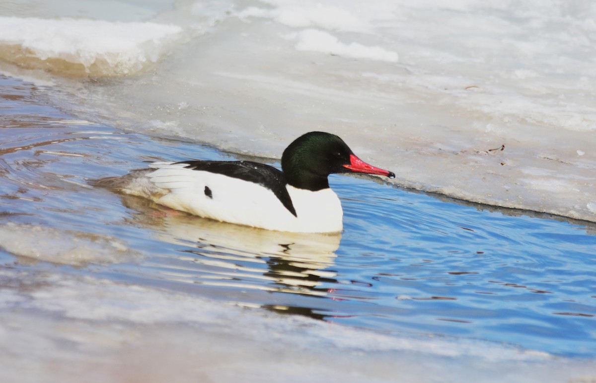 Common Merganser - ML541498951