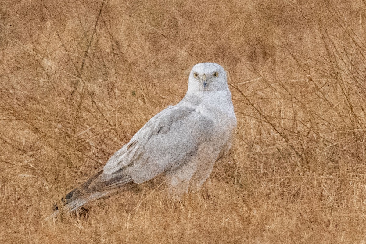 Pallid Harrier - Dinesh Kumar